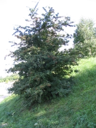 Głóg jednoszyjkowy