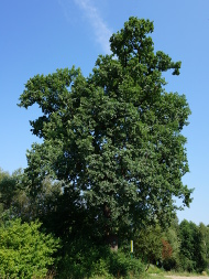 Dąb szypułkowy