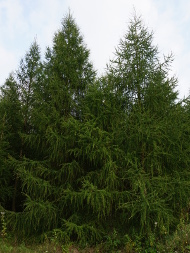 Modrzew europejski