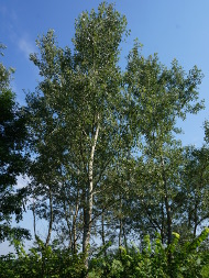 Topola biała