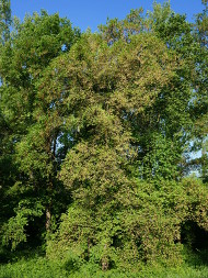 Wiąz szypułkowy