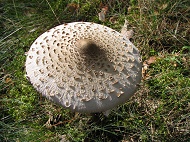 Czubajka kania