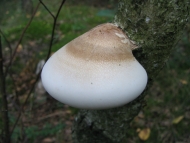 Białoporek brzozowy