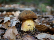 Borowik ceglastopory