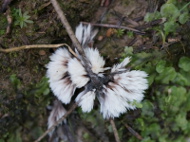Chropiatka pędzelkowata
