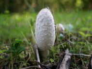 Czernidłak kołpakowaty