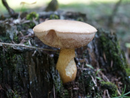 Goryczak żółciowy