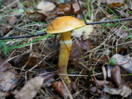 Maślak żółty