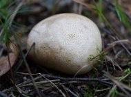 Tęgoskór cytrynowy